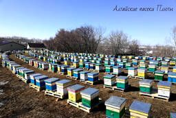 Altai honey of different grades and beekeeping products in 2020