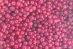 Frozen lingonberry