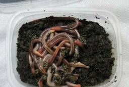 Dendroben worm