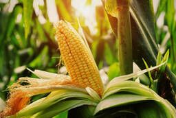 Экспорт фуражной кукурузы , пшеницы . ячменя . муки масла