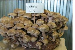 Готовые блоки грибов шиитаки