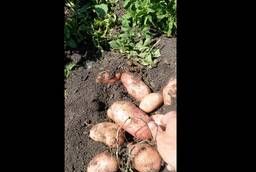 Картофель урожай 2019 оптом от фермерского хозяйства (Красно
