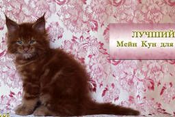 Maine Coon kitten red solid. Show class. Kennel
