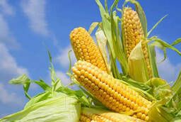 Krasnodar 194 MV. Seeds of corn hybrids.