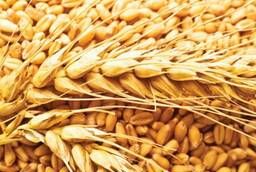 Пшеница продовольственная 3 класс