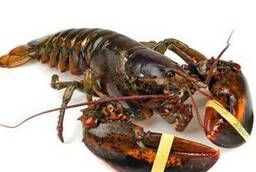 Lobster (Omar) Kiguru