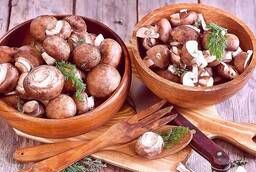 Мицелий грибов шампиньоны неприхотливые и вкусные грибы