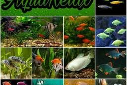 Мирные рыбки в Ваш аквариум на любой вкус