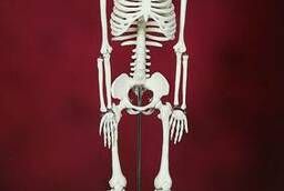 Model Human skeleton 85 cm on a stand - Newest!