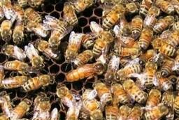 Пчелопакеты и пчелосемьи в С-Петербурге
