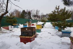 Пчелы пчелопакеты пчелосемьи