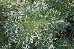 Полынь Древовидная (Artemisia abrotanum, Божье Дерево) от 20