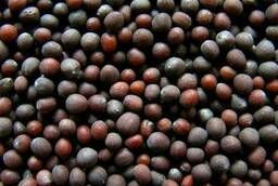 Посевной материал семян: горчица чёрная сорт Смуглянка