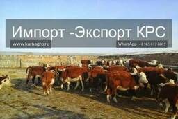 Sale of cows, bulls, calves, heifers and heifers of the Herephod breed