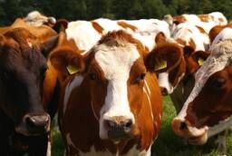 Продажа крупного рогатого скота ( КРС ) бычки. коровы и др.