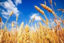 Пшеница протеин 13, 5-17 и клейковина 23, 5-26