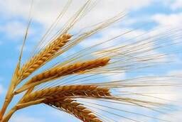 Пшеница яровая Дарья - семена