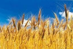 Пшеница яровая Курская 2038 - семена