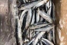 Japan sardine