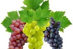 Саженцы винограда светлых, темных сортов, черенки винограда
