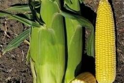 Corn seeds Argos