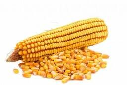 Corn seeds Krasnodar 194 MB, grew 199 MB. , ross 140