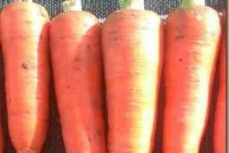 Семена морковь Курода пауэр