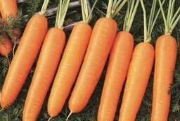 Семена моркови Найроби F1 Bejo уп 1 000 000 шт
