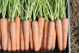 Семена моркови Ньюхолл F1 Bejo уп 1 000 000 шт