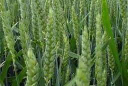 Семена пшеницы Дарья ЭС