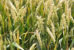 Семена пшеницы озимой : Граф, Степь, Веха, Сварог