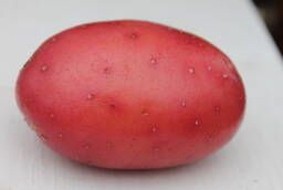 Семенной картофель Балтик Роуз