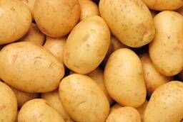 Семенной картофель урожая 2020 г оптом от производителя