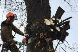 Cutting trees We will cut any tree Yaroslavl