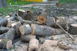 Спиливание и удаление деревьев в Воронеже и области