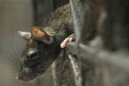 Уничтожение крыс (дератизация)
