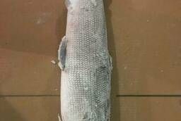 Якутская свежемороженая рыба