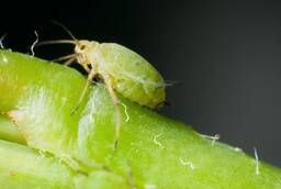 Биостоп, Против огромного спектра насекомых вредителей, тли