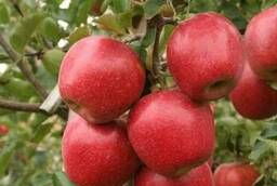 Джонаголд яблоки красные