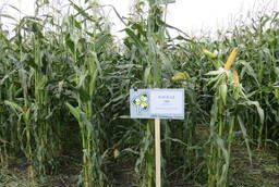 Hybrids of corn F1 Cascade 166 ASV