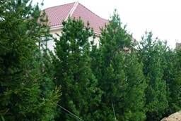 Conifers-Scots pine