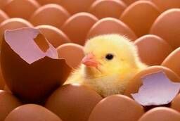 Инкубационное яйцо кур-несушек породы Хайсекс Браун