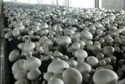 Компост в блоках для выращивания грибов -шампиньонов 12800р
