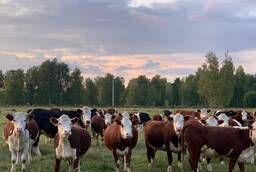 Коровы, нетели, телки Казахской белоголовой породы