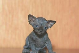Kittens of the Canadian Sphynx