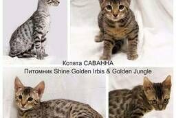 Котята породы Саванна - домашние леопардовые котята