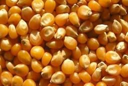 Фуражное зерно: кукуруза
