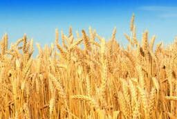Тендер на пшеницу