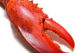 Lobster claws
