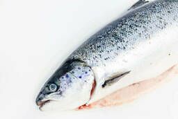 Atlantic salmon PSG (6-7) IQF frozen